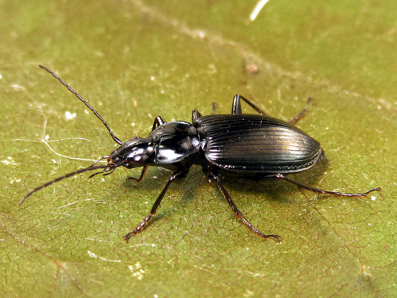 Carabidae: Agonum viduum